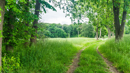 Feldweg mit grünen Feldern und Wald bei Benzin in Mecklenburg