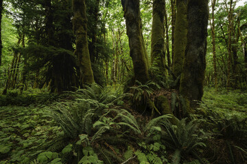 Mosscovered Trees And Ferns Rainforest