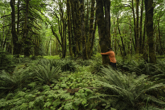 A man stands hugging a tree in a rainforest with moss-covered trees and ferns, near Lake Cowichan; British Columbia, Canada