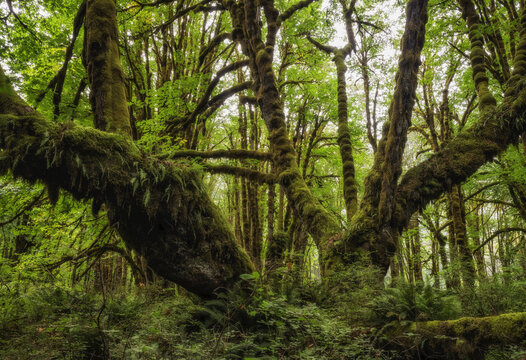 Thick moss hangs from trees in a rainforest near Lake Cowichan; British Columbia, Canada