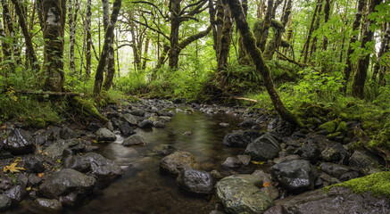 A forest stream near the town of Cowichan Lake; British Columbia, Canada
