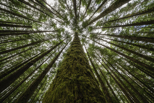 Fototapeta Thick moss hangs from trees in a rainforest near Port Renfrew  British Columbia, Canada