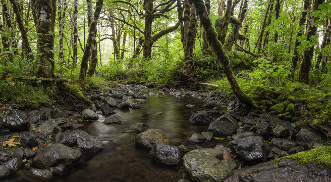 A forest stream near the town of Cowichan Lake; British Columbia, Canada
