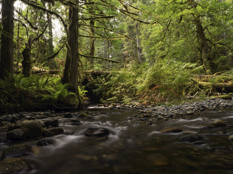 Rainforest along Nile Creek, near Campbell River; British Columbia, Canada