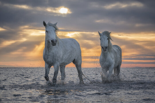 White horses of Camargue walking in the water; Camargue, France - Powered by Adobe