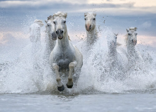 White horses of Camargue running out of the water; Camargue, France