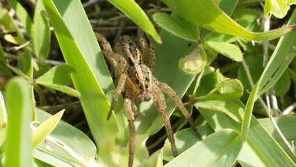 Wolf spider in the grass in a backyard in Panama City, Florida, USA