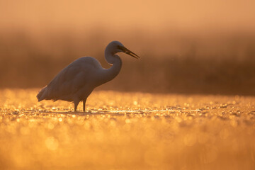 Great Egret with Fish in Backlit