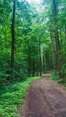 Waldweg bei Lübz in Mecklenburg
