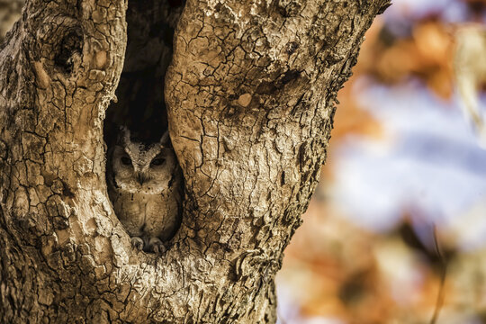 Northern Scops Owl (Strigidae); Rajasthan, India