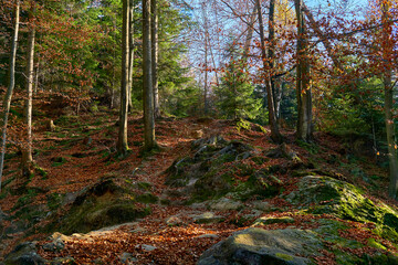 Autumn forest glade with stones and boulders in bright sunny colors