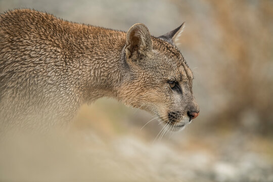 Side view of a Puma in Southern Chile; Chile