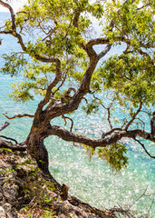tree grows on a cliff over the beautiful ocean