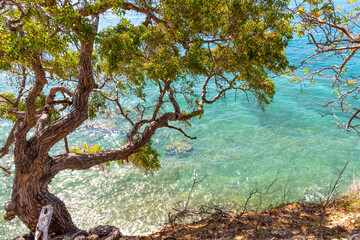 tree grows on a cliff over the beautiful ocean