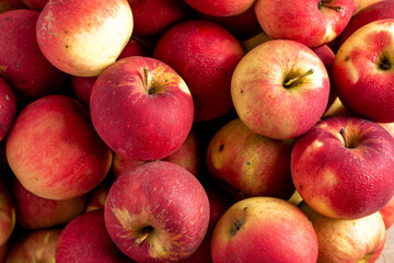 red apple cultivar jonathan group