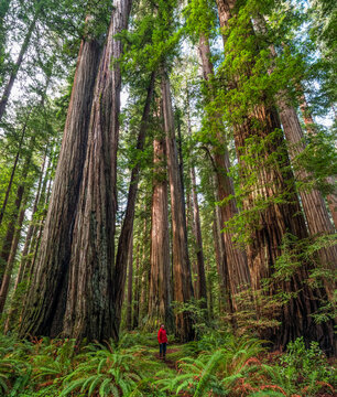 Man standing in the Redwood Forests of Northern California. The trees are massive and reach skyward; California, United States of America
