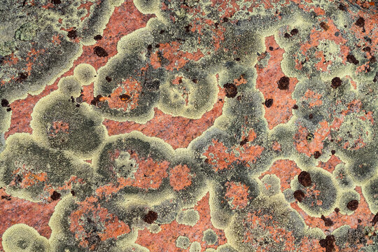 Close-up detail of lichen on the surface of a rock; Saskatchewan, Canada