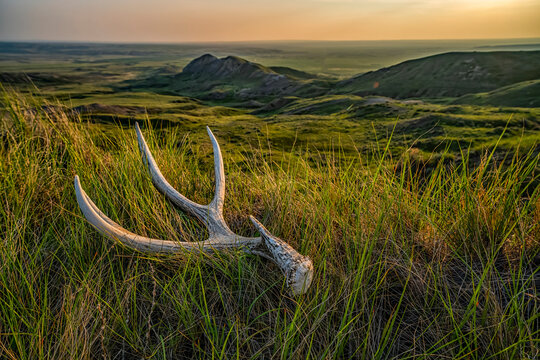 Old deer antler laying in the grass at dusk in Grasslnds National Park; Val Marie, Saskatchewan, Canada