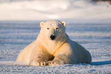 Portrait of a polar bear (Ursus maritimus) lying on the snow looking at the camera on a sunny day; Churchill, Manitoba, Canada