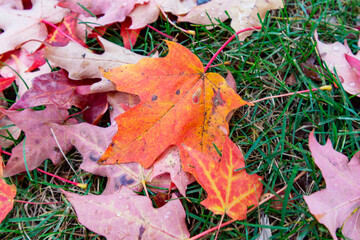 Green lawn is covered with maple leaves in fall.  Close up of maple leaf.
