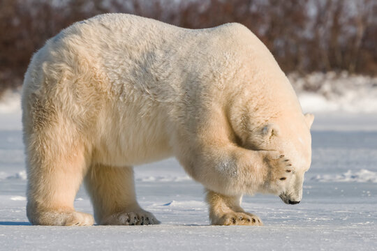 Polar bear (Ursus maritimus) standing in the snow with it's paw covering it's eye as it looks away from the camera; Churchill, Manitoba, Canada