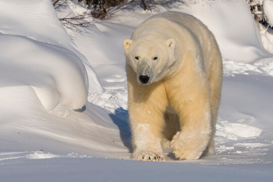 Polar bear (Ursus maritimus) walking in the snow; Churchill, Manitoba, Canada