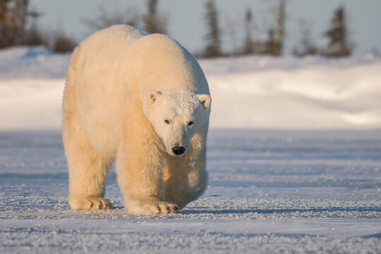 Polar bear (Ursus maritimus) walking in the snow looking at the camera; Churchill, Manitoba, Canada