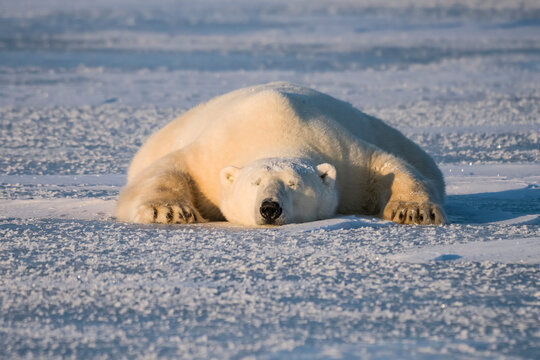 Polar bear (Ursus maritimus) sleeping on the snow; Churchill, Manitoba, Canada