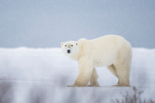 Polar bear (Ursus maritimus) in it’s natural environment, a magnificent animal; Churchill, Manitoba, Canada