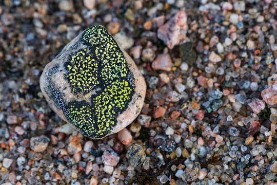 Bright green lichen (Cup lichen) growing on rocks on the shore of Hudson Bay; Churchill, Manitoba, Canada