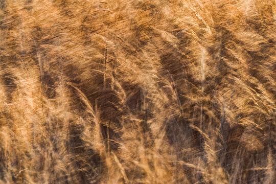 Artistic impression of grass blowing in the wind on the shores of Hudson Bay; Manitoba, Canada