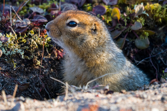 Arctic Ground Squirrel (Urocitellus parry), also known as a SikSik; Churchill, Manitoba, Canada