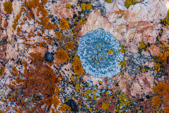 Blue,orange and green colored lichen (Cup lichen) growing on rocks on the shore of Hudson Bay; Churchill, Manitoba, Canada