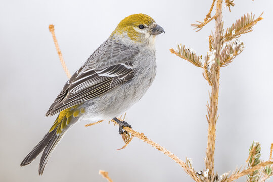 Female Pine Grosbeak (Pinicola enucleator) perched on a tree; Whitehorse, Yukon, Canada