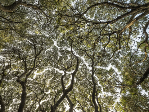 Ancient oak trees in the Los Osos Oak Forest; Los Osos, California, United States of America - Powered by Adobe