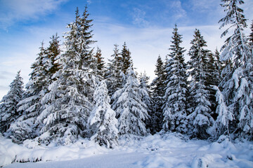 winter landscape with snow covered fir trees