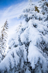 winter landscape with snow covered fir trees