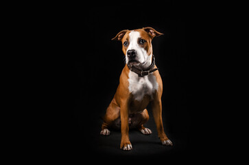 american staffordshire terrier dog sitting on black background studio photo of pets