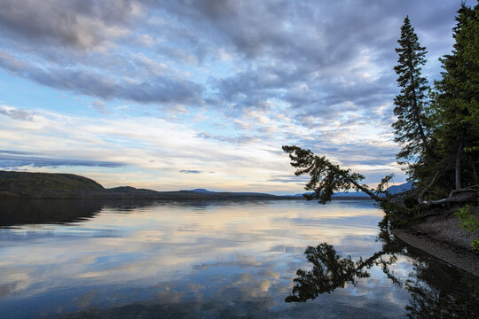 Tranquil lake at sunset reflecting a conifer tree hanging over the edge of the shoreline; Carmacks, Yukon, Canada