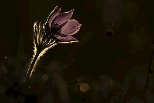 Purple Prairie Crocus (Pulsatilla patens) illuminated against a dark background on the northern tundra in spring; Whitehorse, Yukon, Canada