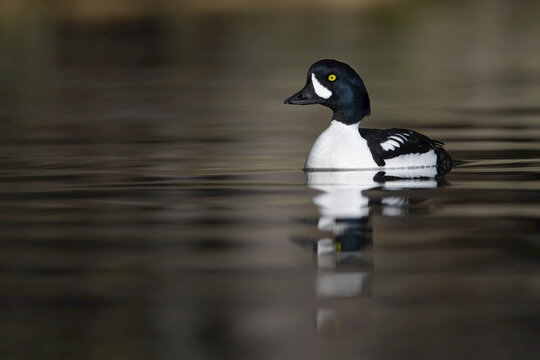 Male, Barrow's goldeneye (Bucephala islandica) swimming quietly in the calm waters; Whitehorse, Yukon, Canada
