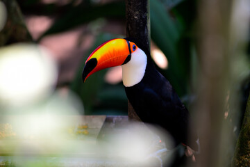 Toucan on its branch, Iguazu Waterfalls, Brasil