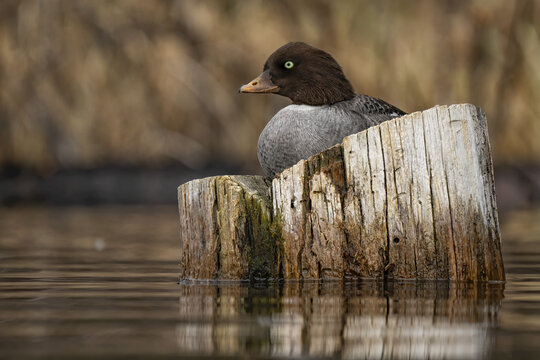 Female Barrow's Goldeneye (Bucephala islandica) sitting on a submerged stump in Mary Lake; Yukon, Canada