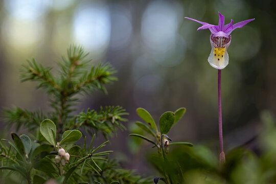 Fairy Slipper Calypso (Calypso bulbosa) flower in bloom beside other foliage; Whitehorse, Yukon, Canada