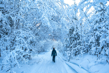 Woman walking through a winter landscape in Whitehorse, Yukon; Whitehorse, Yukon, Canada