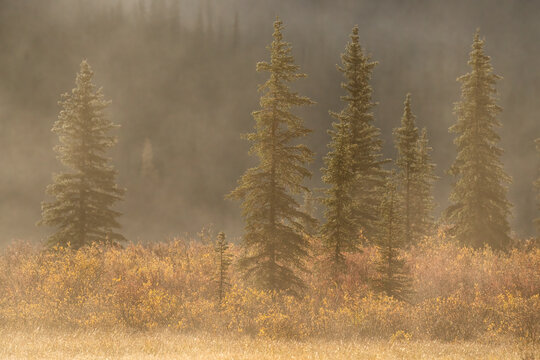 Sunrise light hitting trees in the Yukon while mist rises off the lake; Yukon, Canada