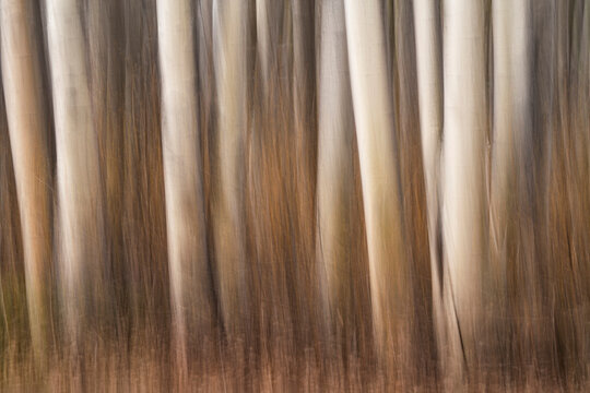 Abstract art of tree trunks after panning the camera while taking the photo; Yukon, Canada