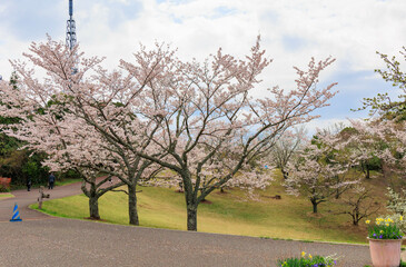 鏡山展望台から見た山桜「佐賀県・唐津市」