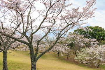 鏡山展望台から見た山桜「佐賀県・唐津市」