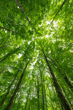 The stunning verdant forests of Ontario come alive in the warm temperatures of summer; Strathroy, Ontario, Canada